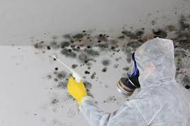 Why You Should Choose Our Mold Remediation Services in Pine Brook, NJ